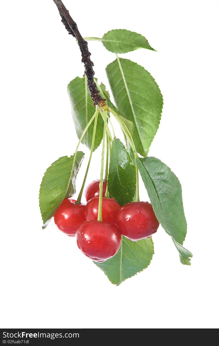 Red cherry with leaves and water drops isolated on white