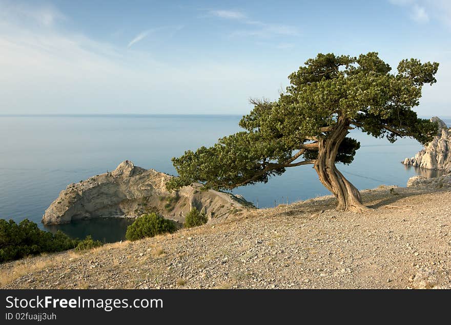 Pine tree on sea coast