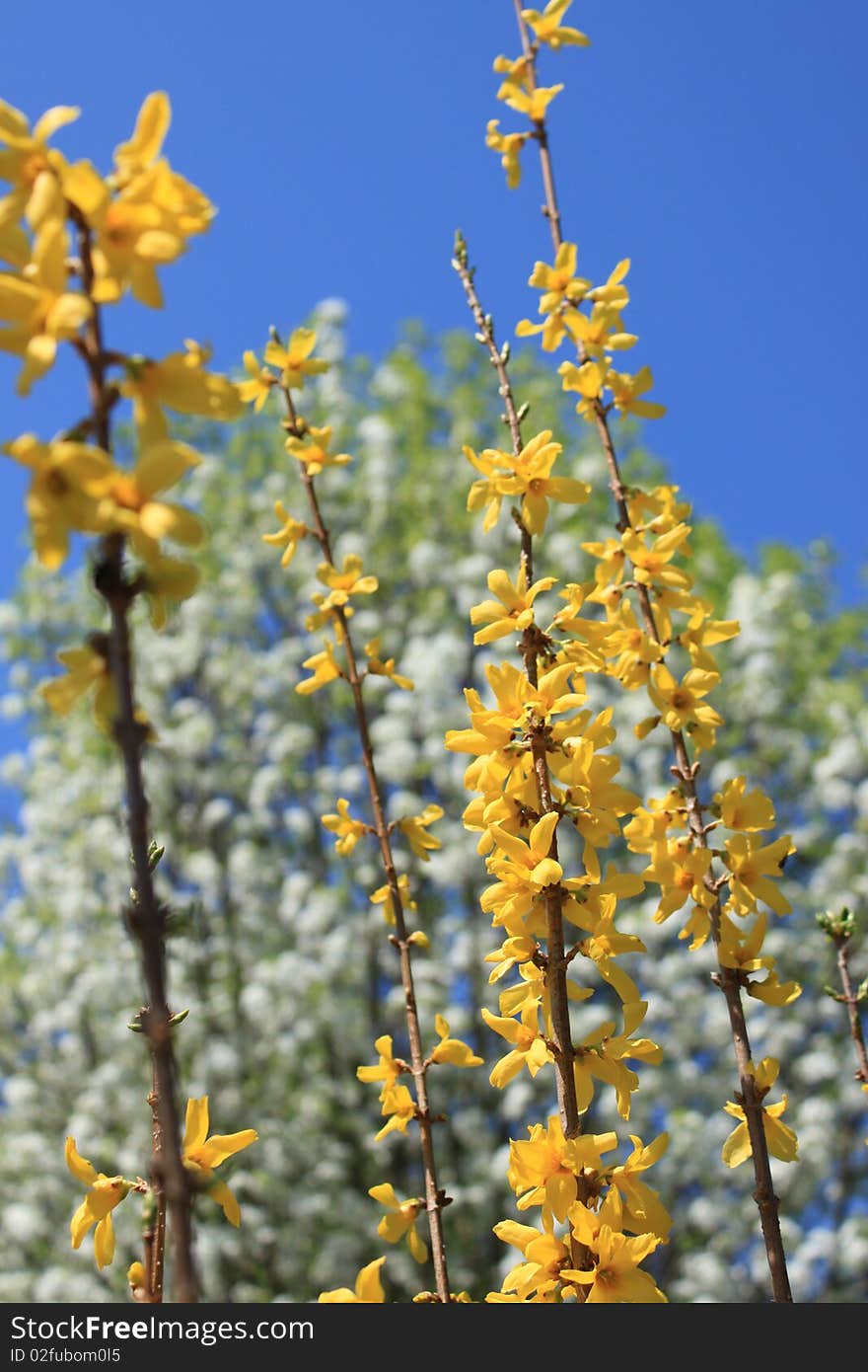 Forsythia With Bradford Pear