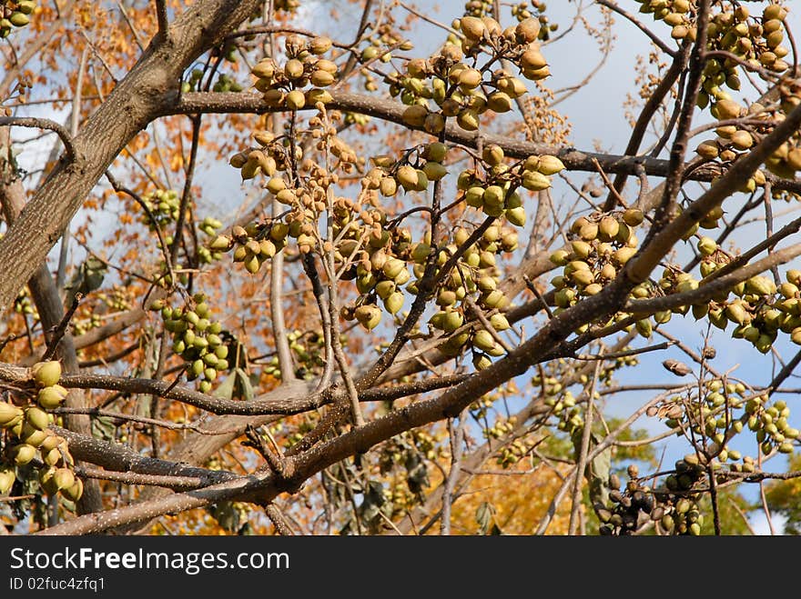 Nuts on the Trees in the forest