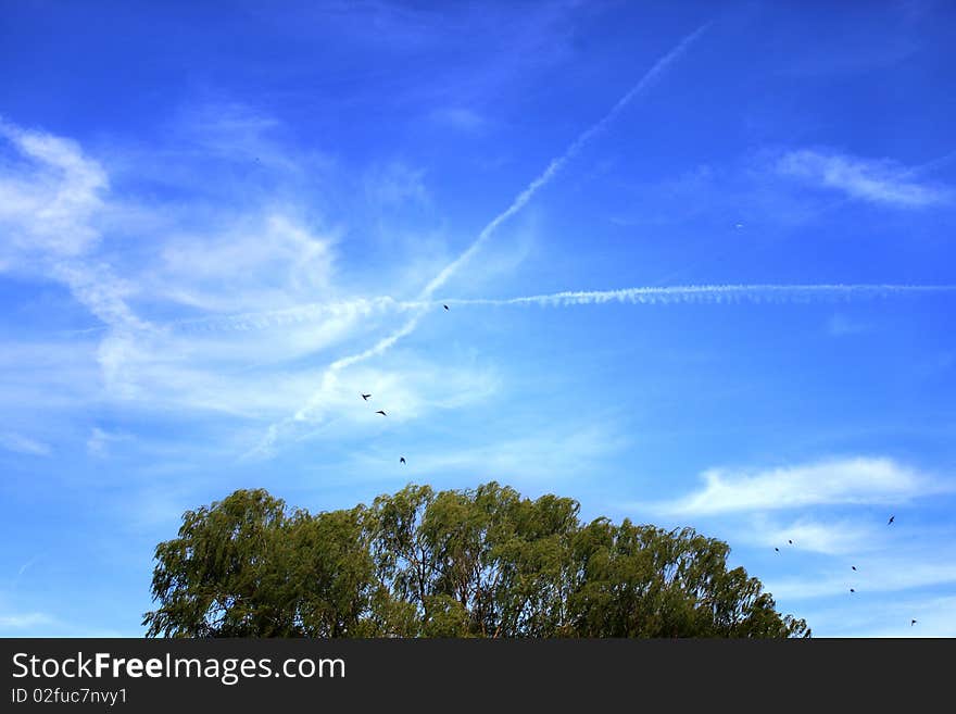 A dynamic blue sky with various cloud patterns stretches over a grove of trees. A dynamic blue sky with various cloud patterns stretches over a grove of trees