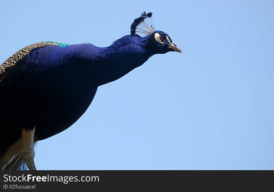 Peacock Background