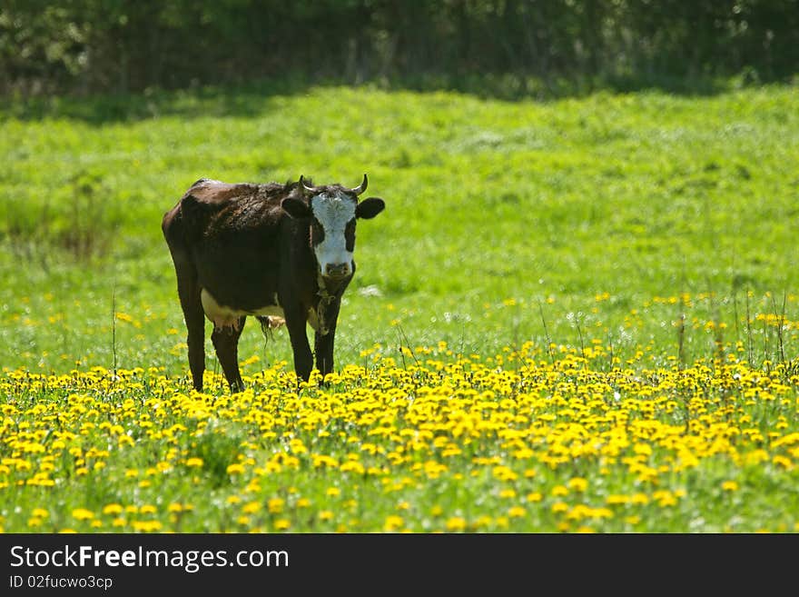 Cow in lying on the pasture. Cow in lying on the pasture