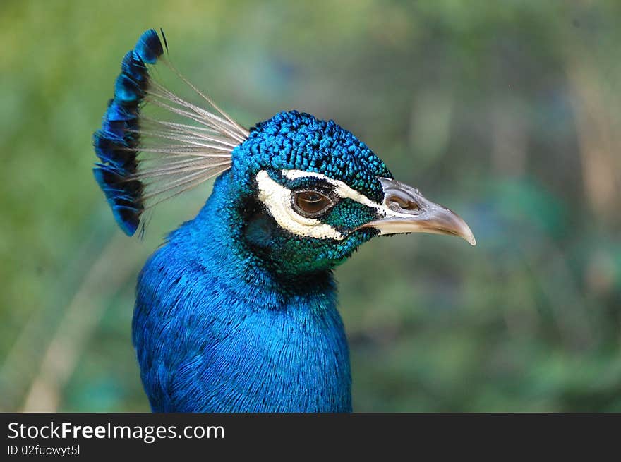 Peacock Stare