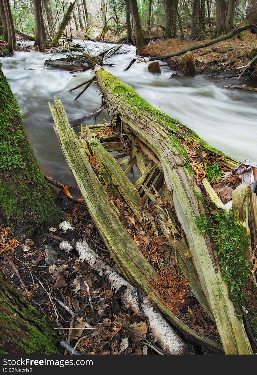 Broken tree in river