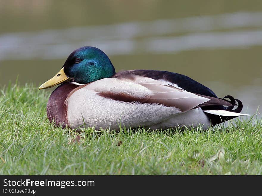 The male of the mallard. The male of the mallard