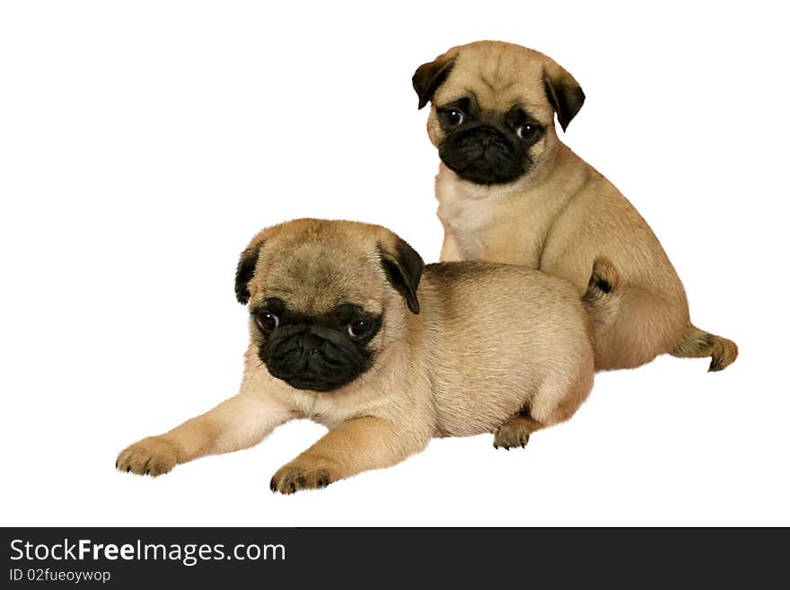 Two Puppy Pug