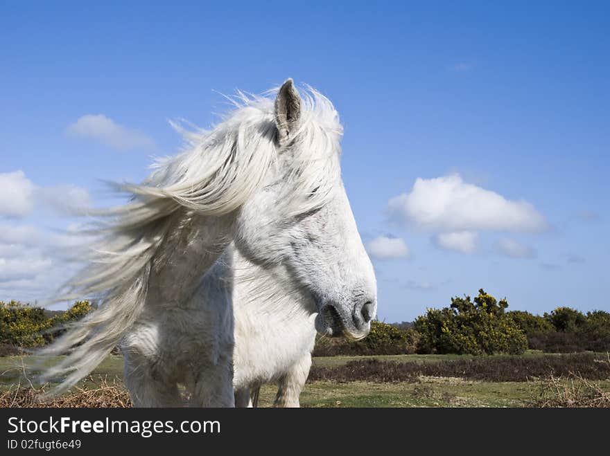 Beautiful White Horse