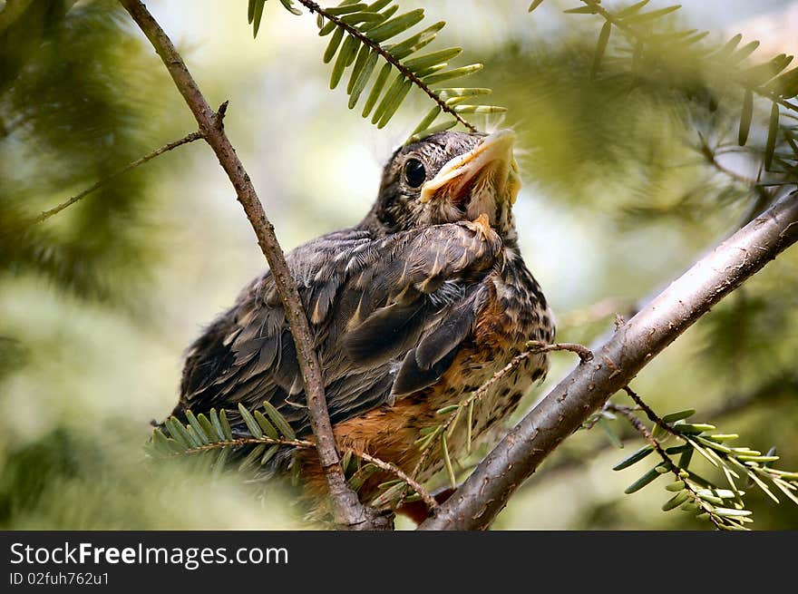 Sitting Baby Bird