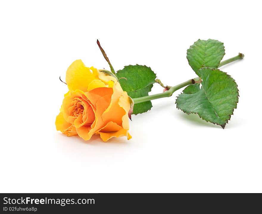 Beautiful orange rose with leaves on a white background