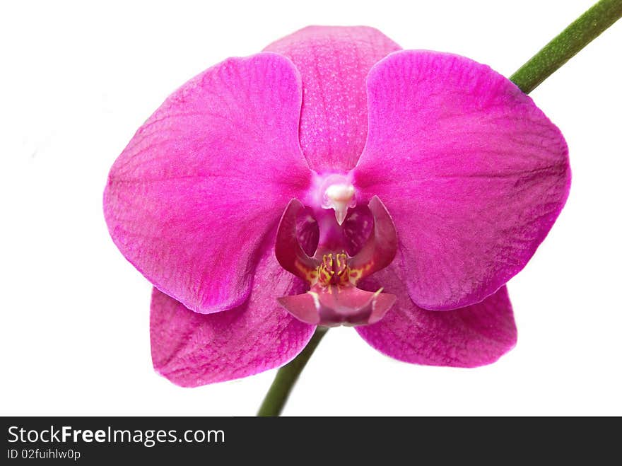 Close-up pink orchid