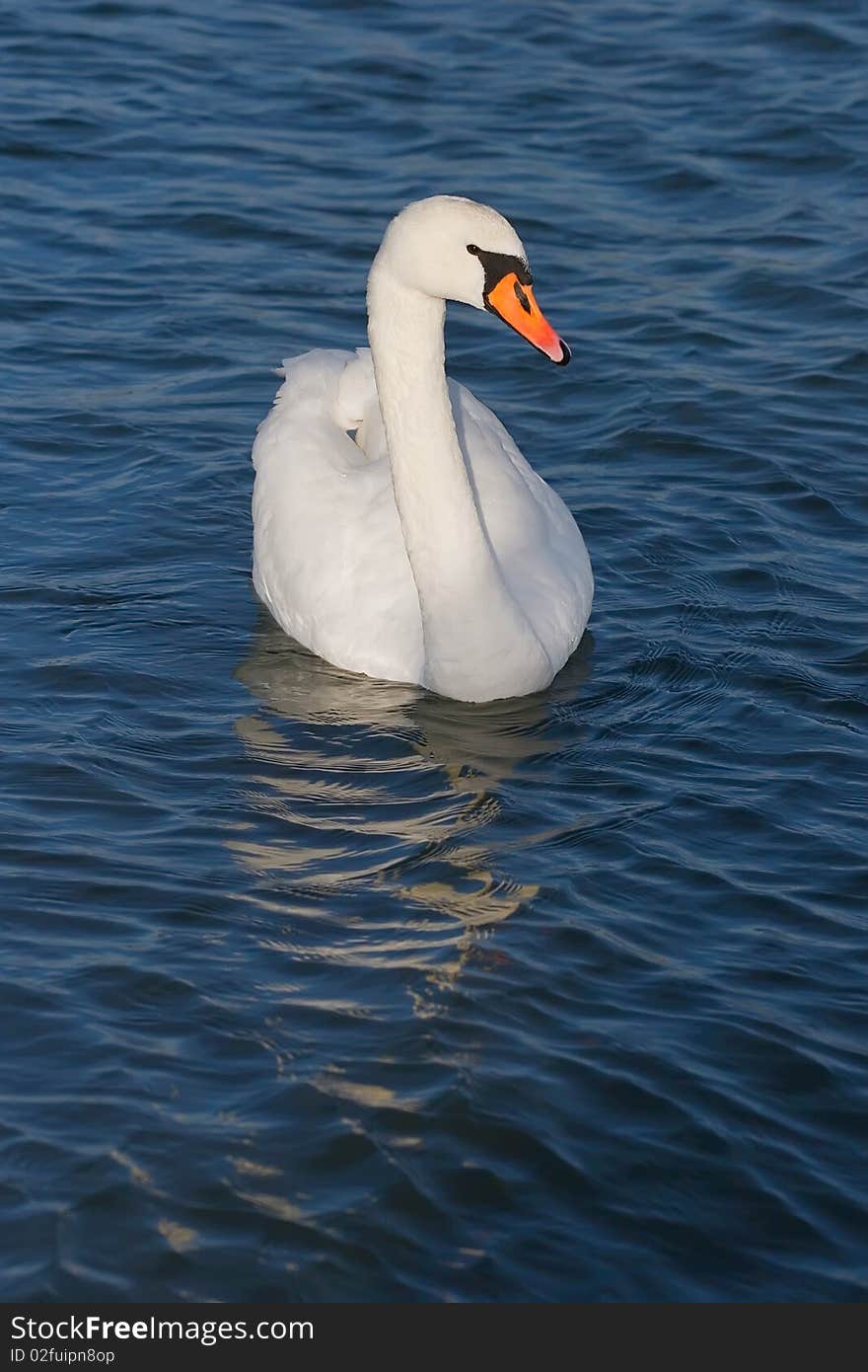 White beautiful swan on blue water