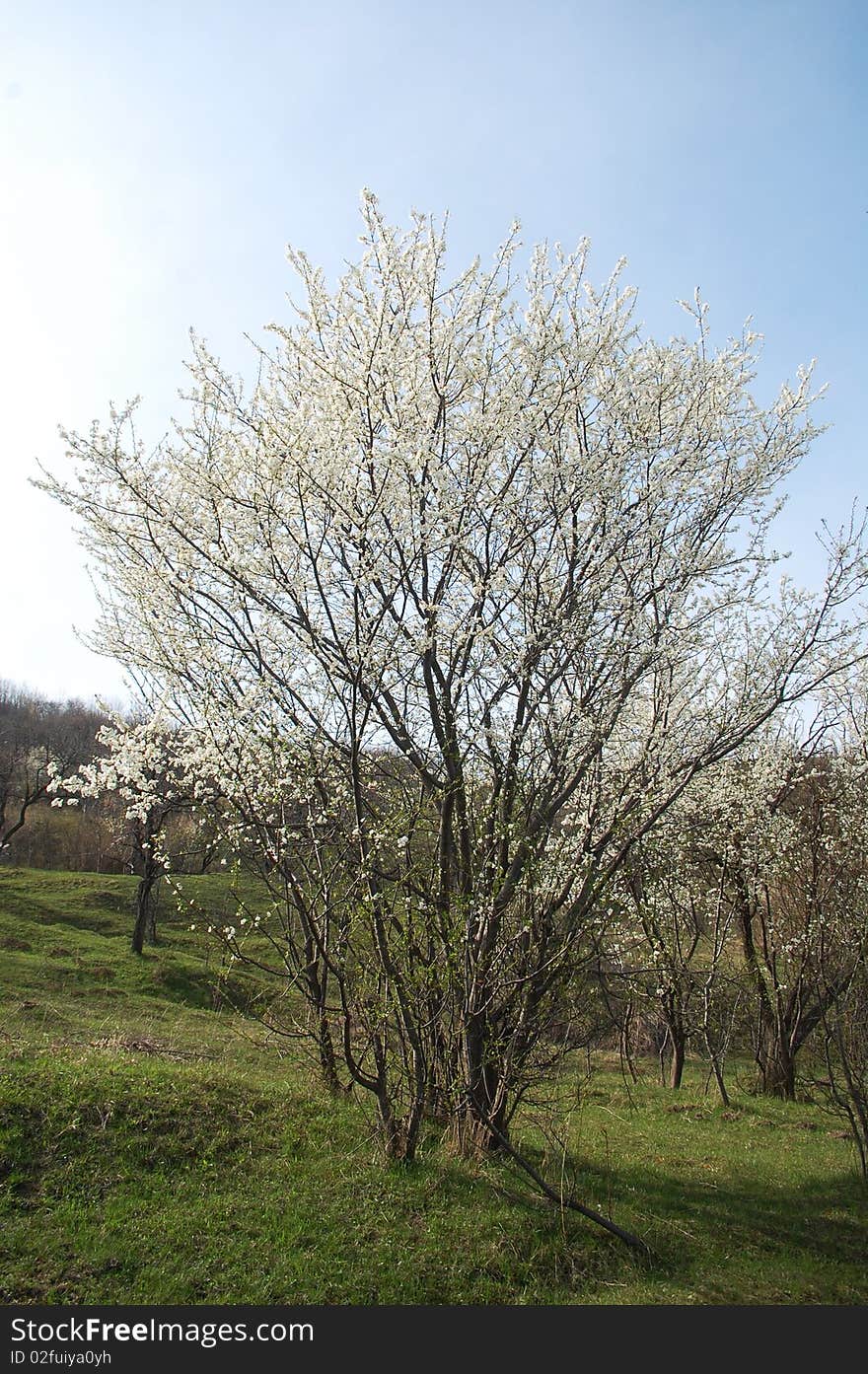 Beautiful plum tree flowering in springtime. Beautiful plum tree flowering in springtime