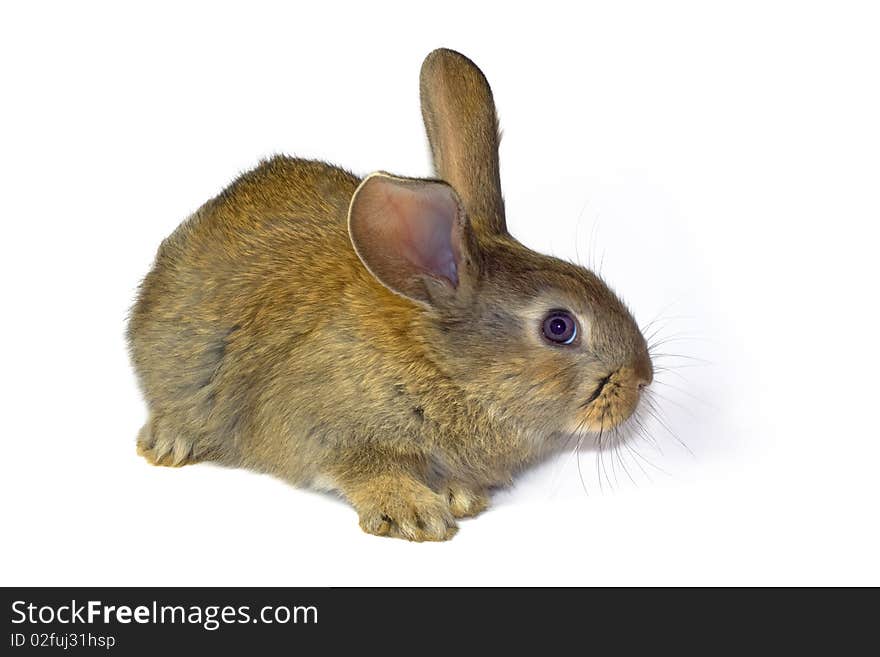 Portrait of a small eared rabbit. Portrait of a small eared rabbit