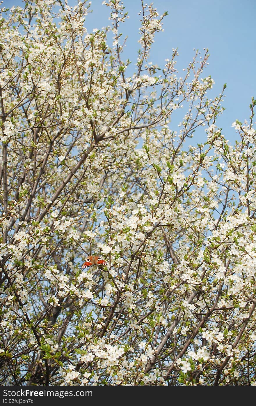 Butterfly on flowering plum tree. Butterfly on flowering plum tree