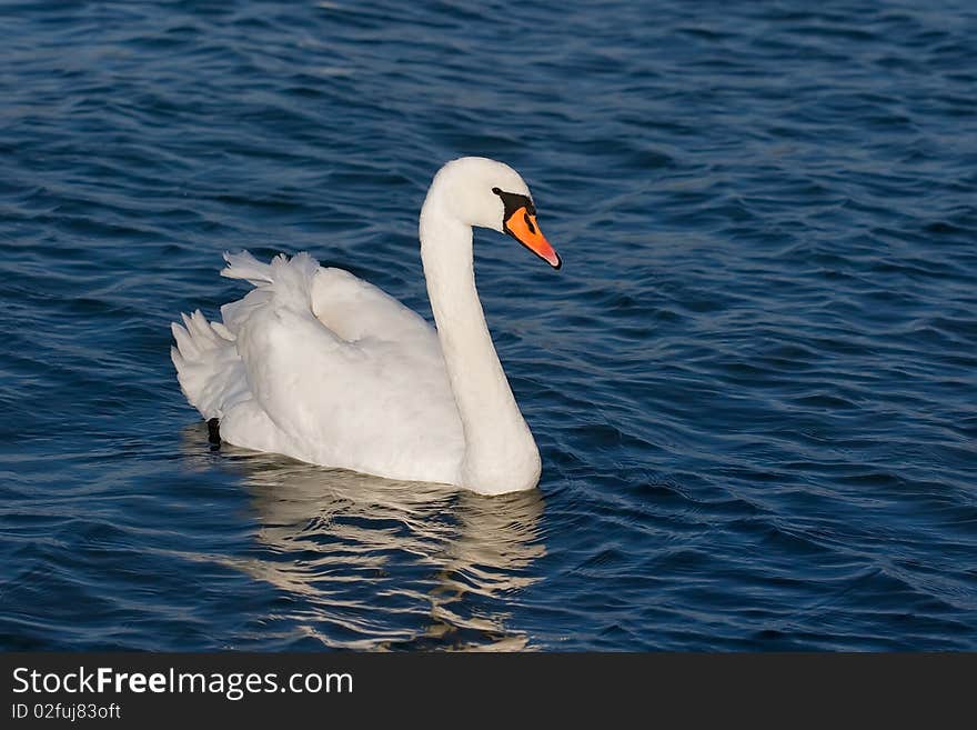 White beautiful swan on blue water