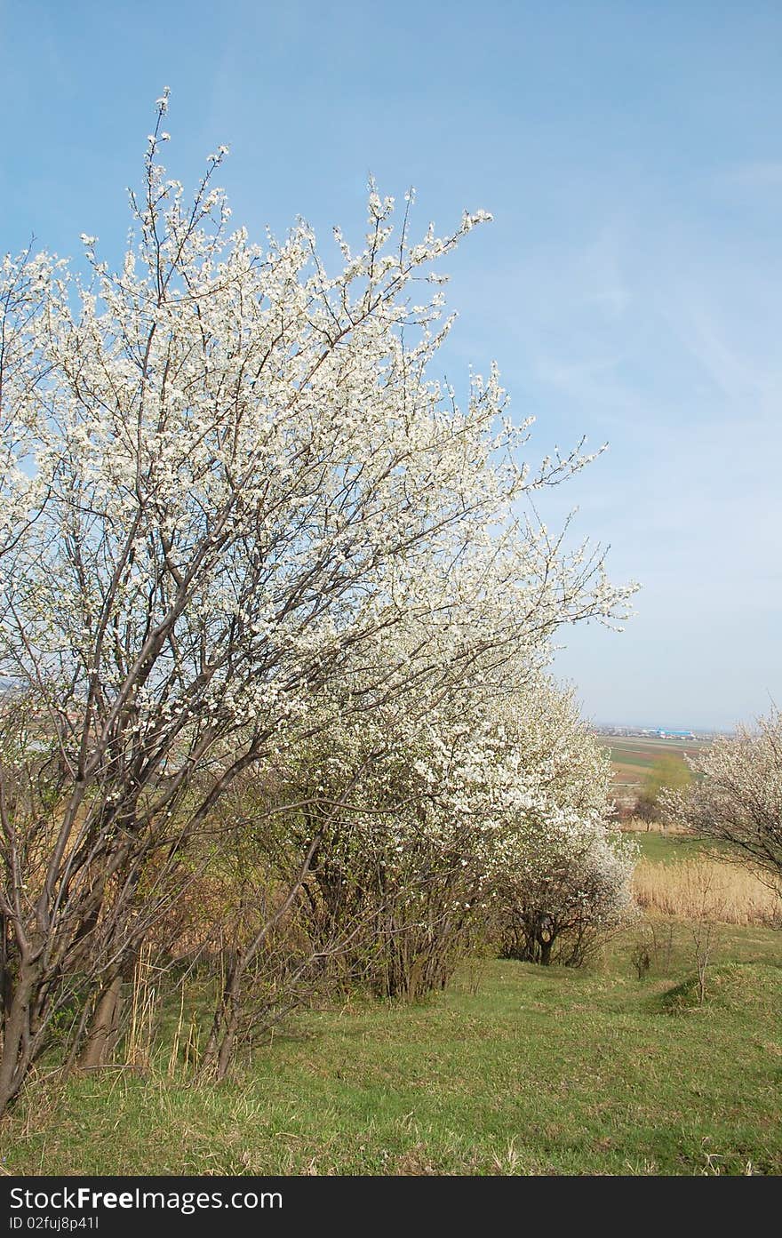 Beautiful cherry trees flowering in springtime