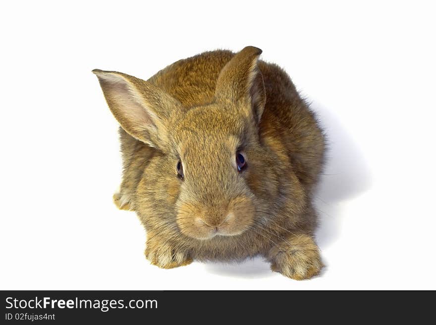 Portrait of a small eared rabbit. Portrait of a small eared rabbit