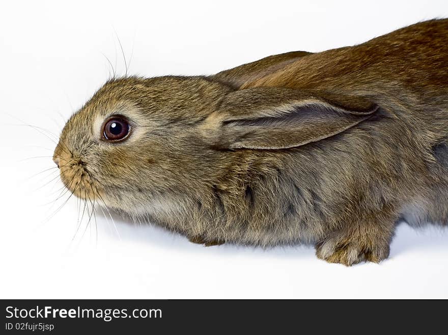 Portrait of a small eared rabbit. Portrait of a small eared rabbit