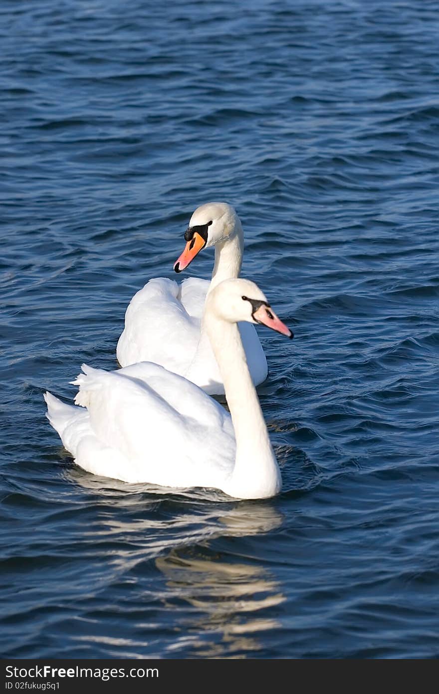 Two lovers swan on blue water