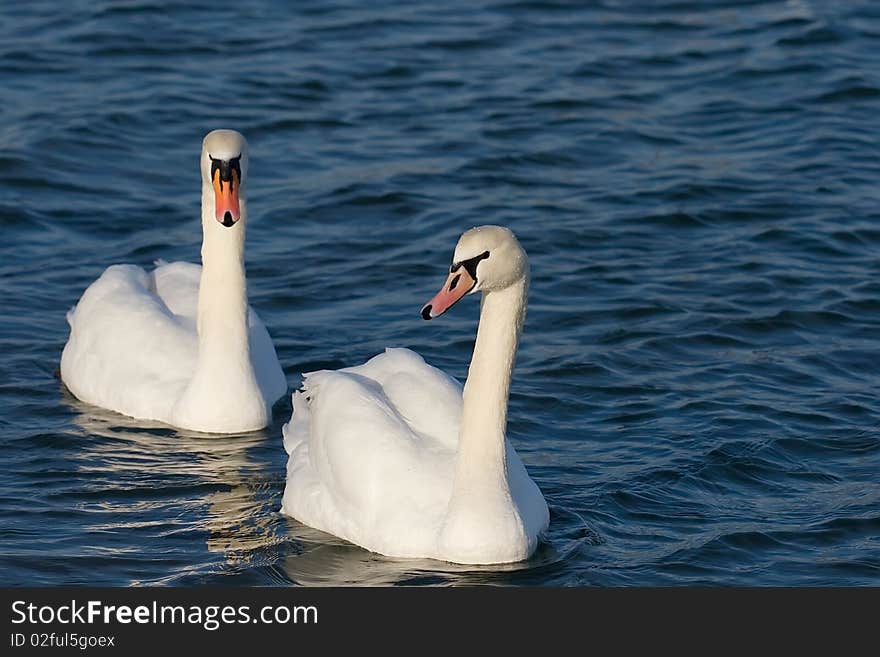 Two lovers swan on blue water