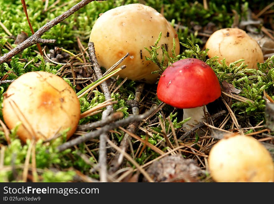 Growing mushrooms in the forest. Lithuania