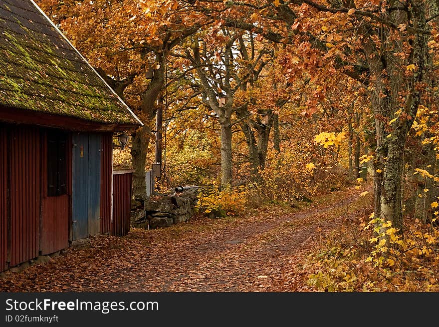 A road leads through a arch of trees and leafs. A road leads through a arch of trees and leafs.