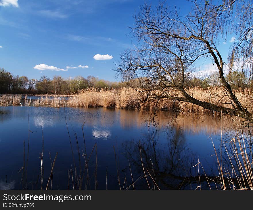 Dark blue lake surrounded trees and reed with blue sky and white clouds