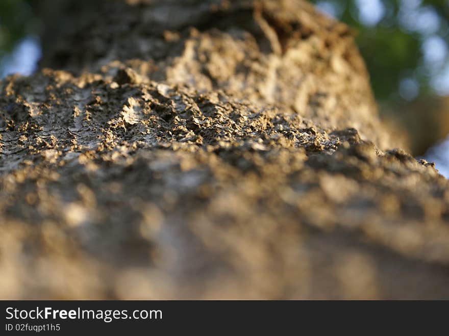 This is a photo of the bark of a tree with the sky and the leaves blurred in the background. This is a photo of the bark of a tree with the sky and the leaves blurred in the background.