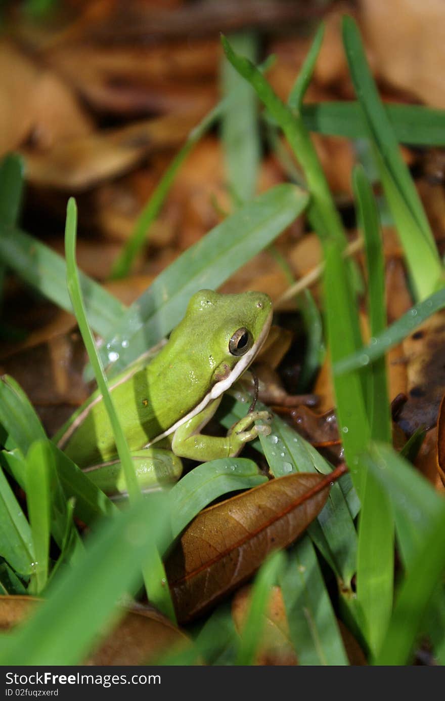 Tree Frog