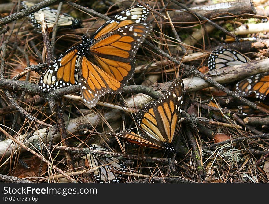 Taken during the annual Monarch butterfly migration at Sierra Cincua butterfly reserve, Michoacan State, Mexico. Taken during the annual Monarch butterfly migration at Sierra Cincua butterfly reserve, Michoacan State, Mexico.