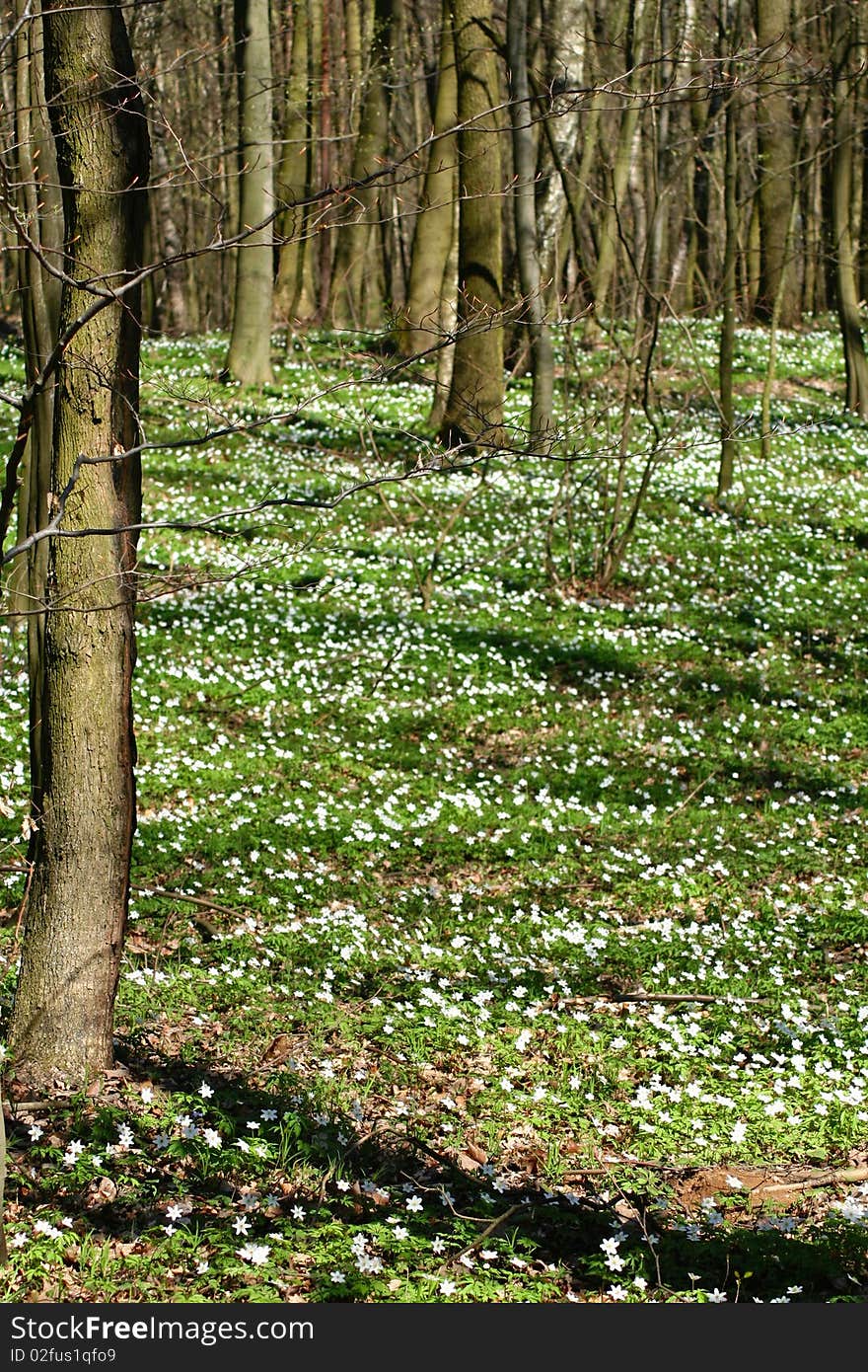 Wood Anemones - flowers in forest