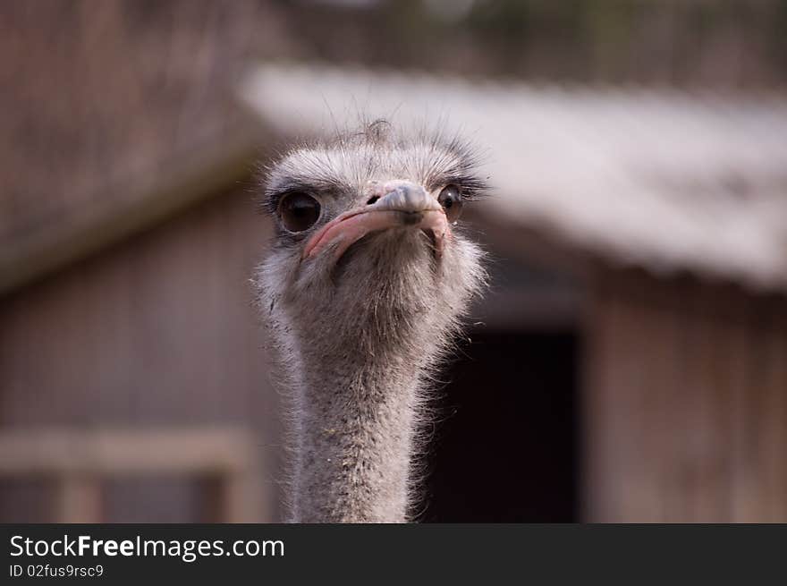 Ostrich with a thoughtful kind