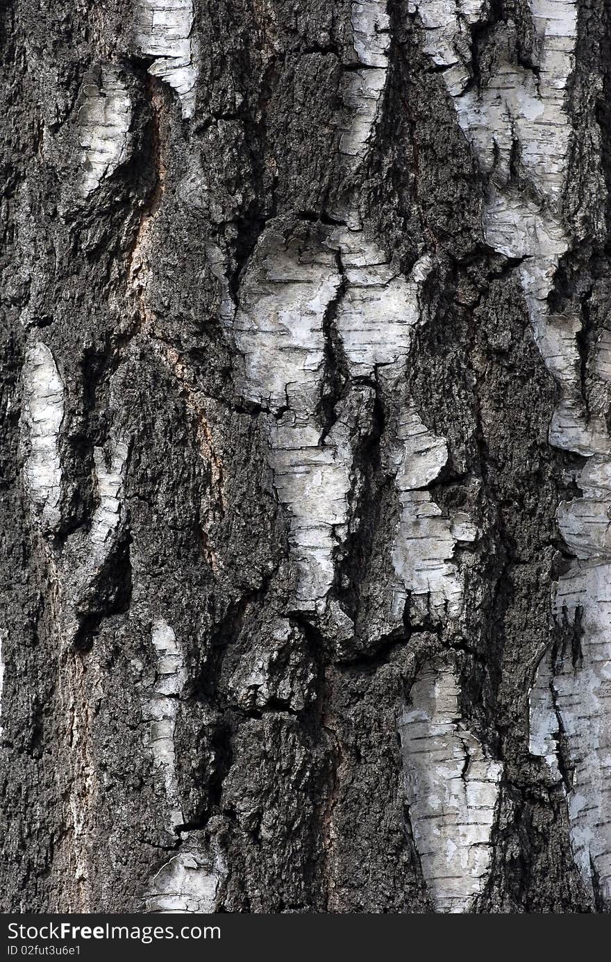 Texture of bark of tree