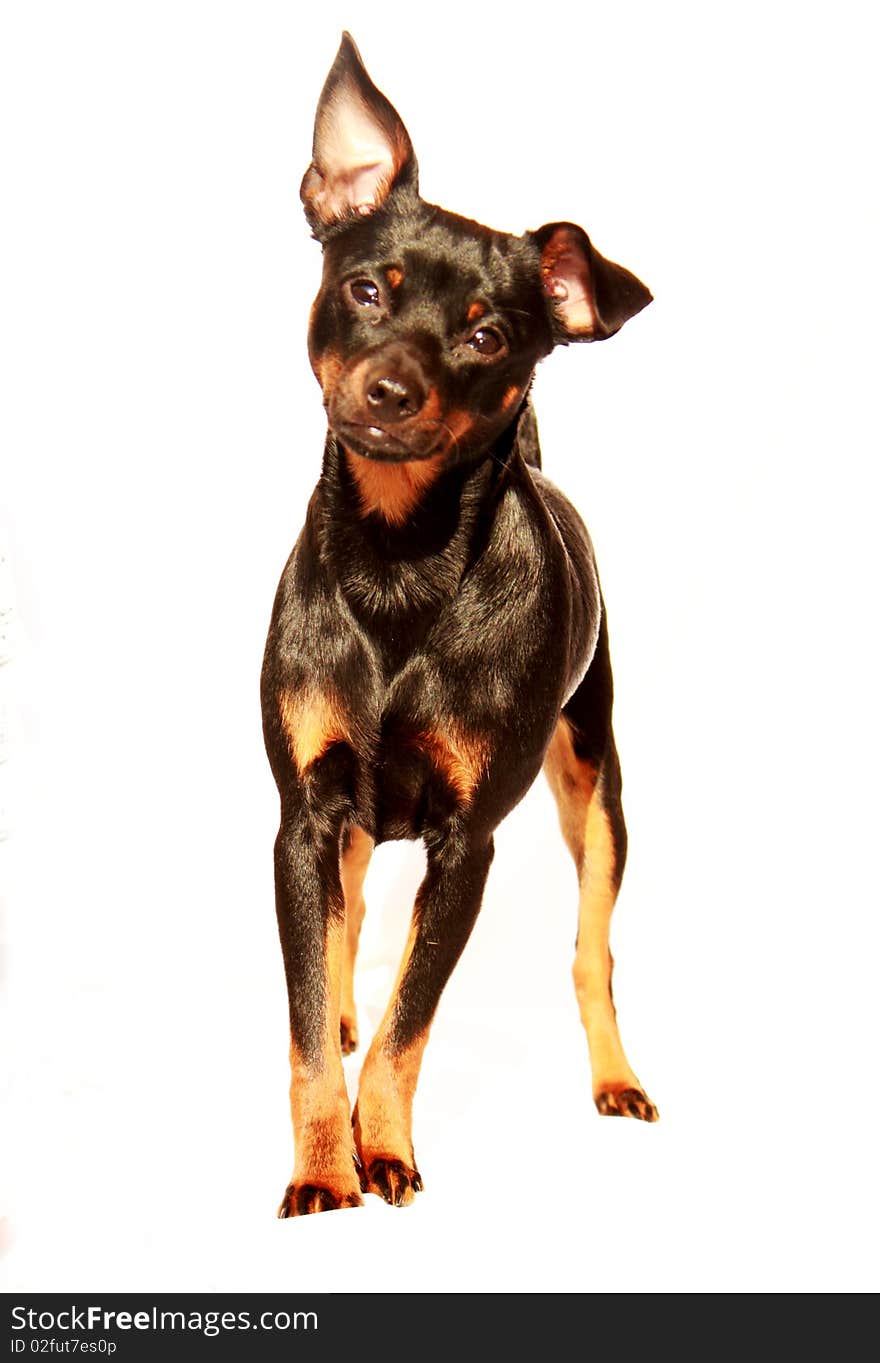 Black Pincher Dog With White Background