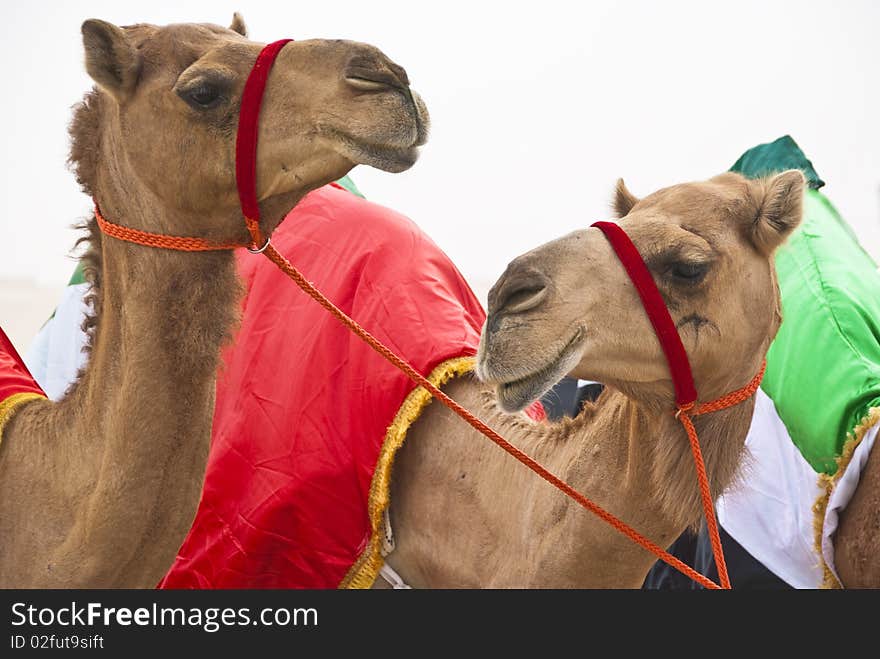 Camels strike a pose at a camel festival held in the emirates