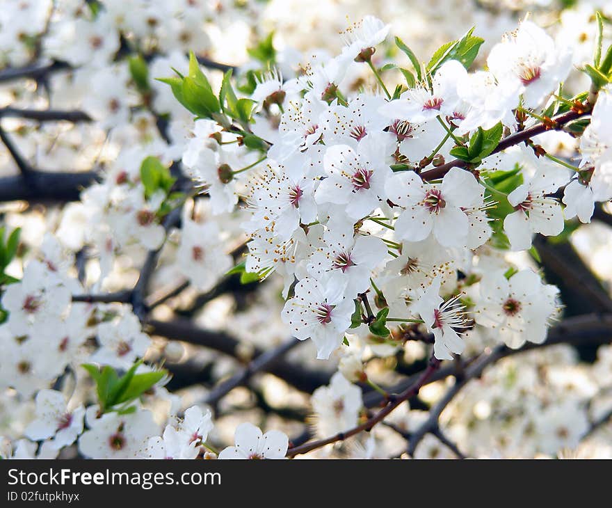 White cherry blossom and green leaf. White cherry blossom and green leaf