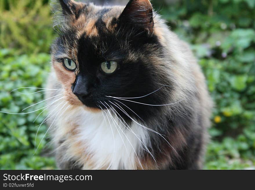 Fluffy cat in garden