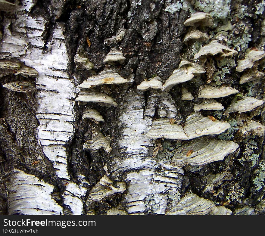 Mushrooms on a birch