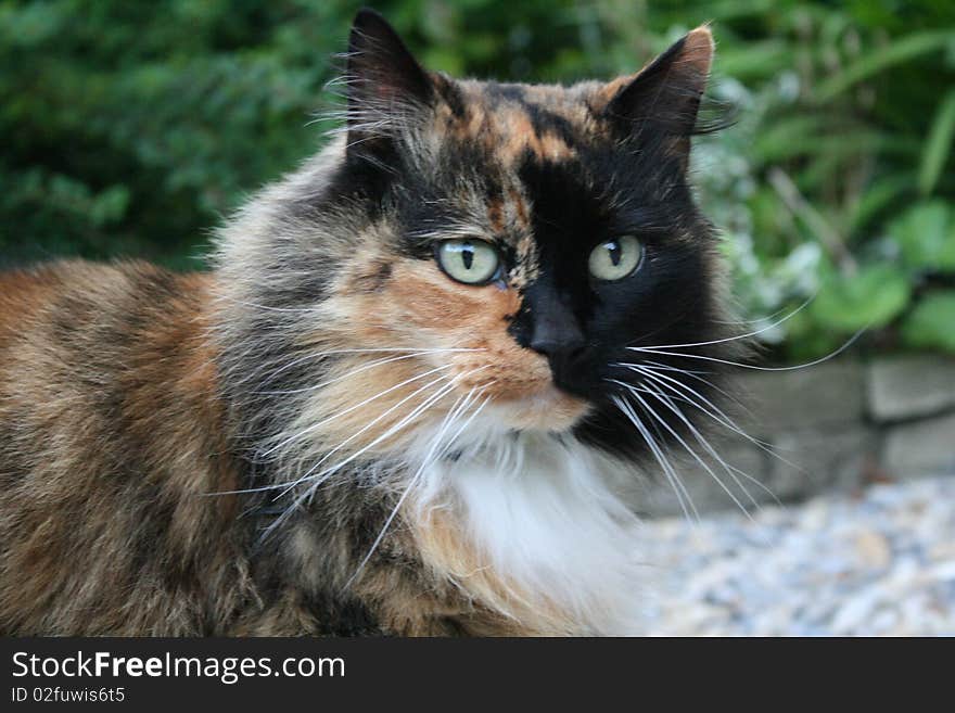 Photo of tortoiseshell long haired cat in garden. Photo of tortoiseshell long haired cat in garden