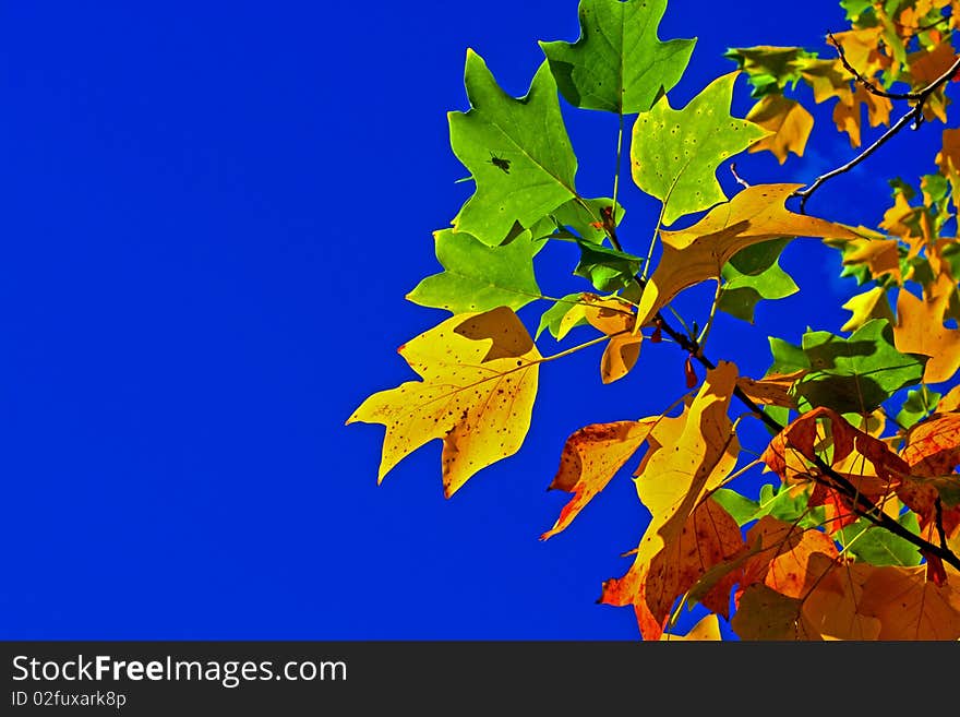 Colourful leaves with clear blue sky for copy space. Colourful leaves with clear blue sky for copy space