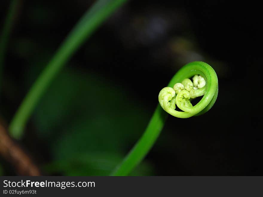 Fiddlehead fern