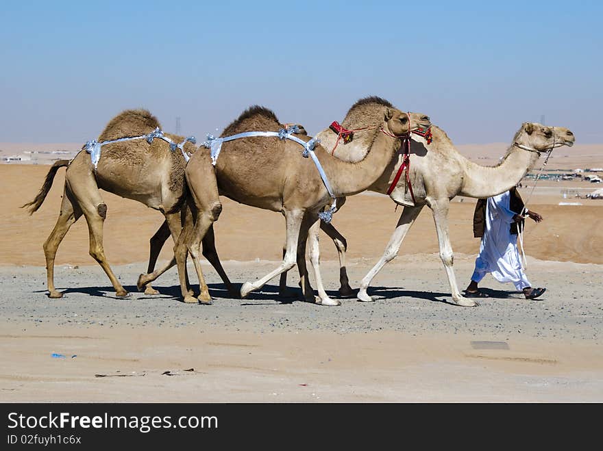 The herdsman leads a small caravan against the desert backdrop. The herdsman leads a small caravan against the desert backdrop