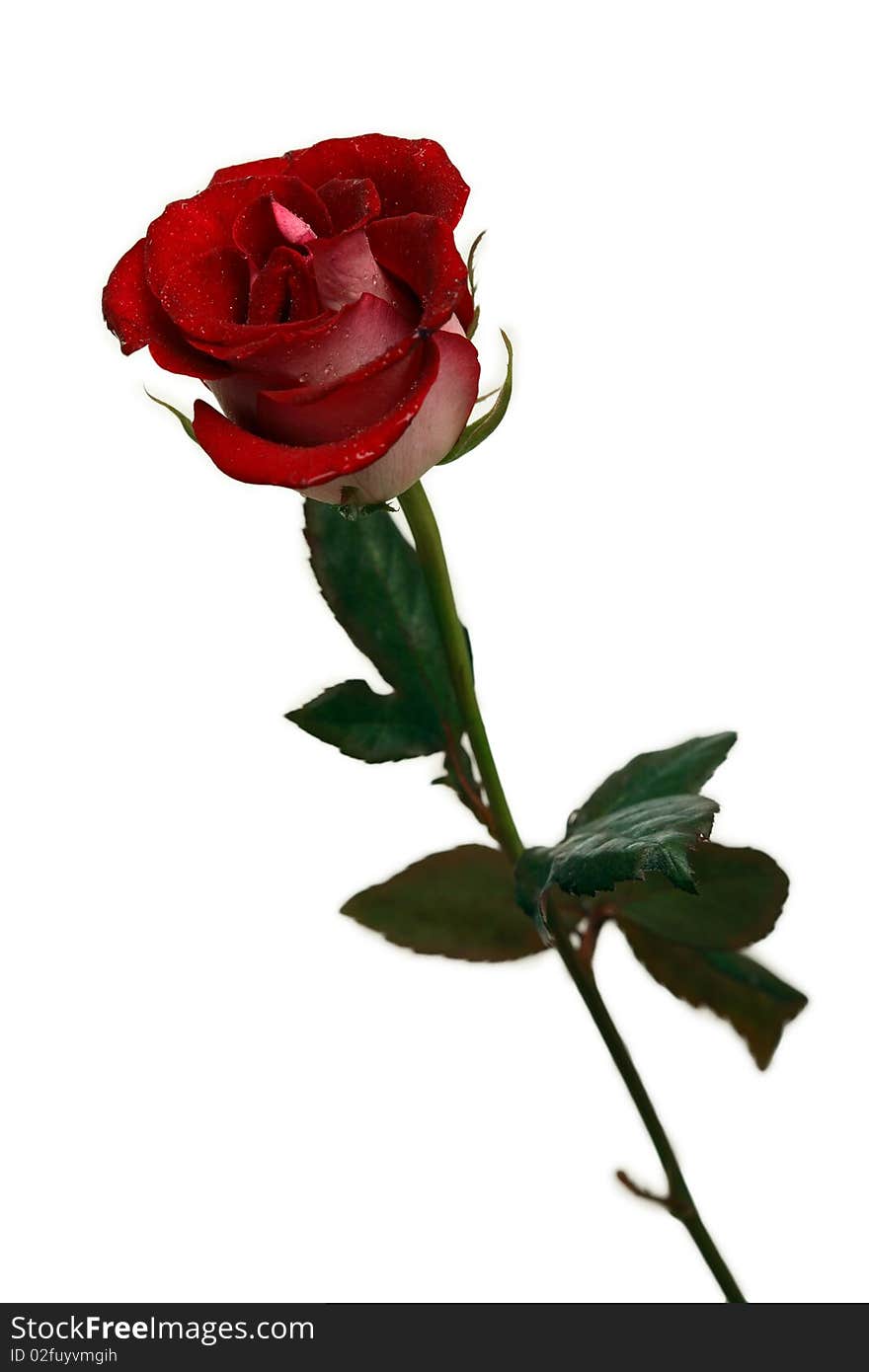 Red rose isolated on white background