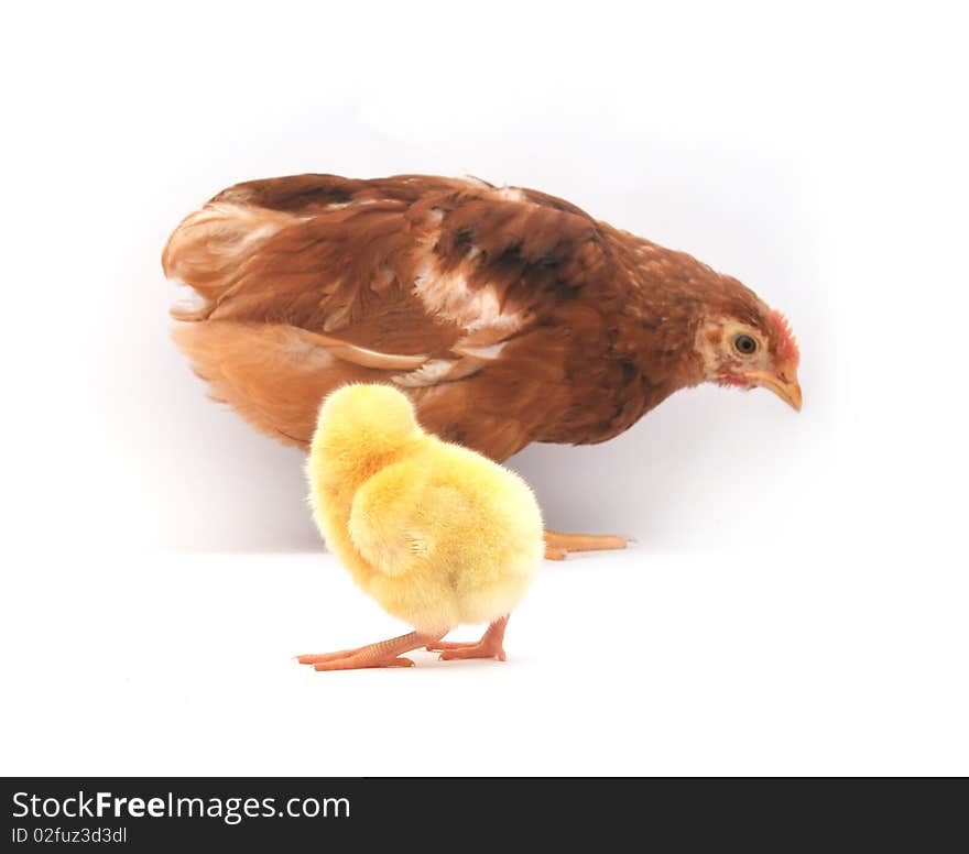 Hen and chick in front of a white background. Hen and chick in front of a white background.