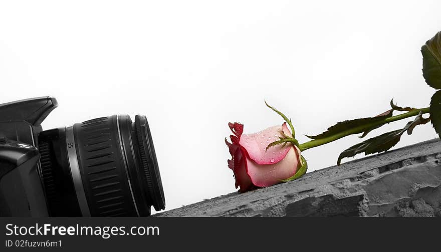 Photo Camera And Rose Lie Against Each Other