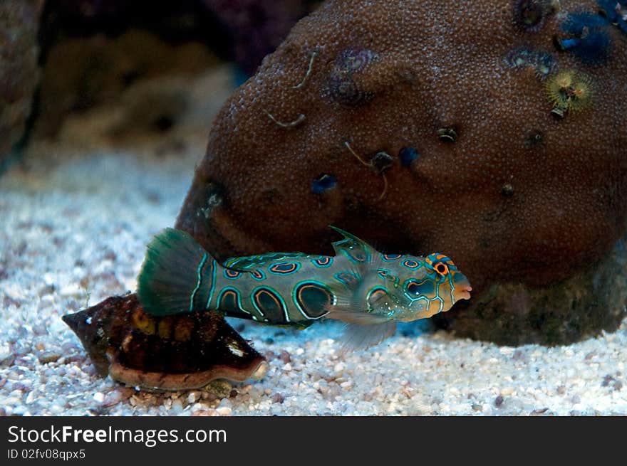 Sea aquarium fish (mandarin fish) 3mp