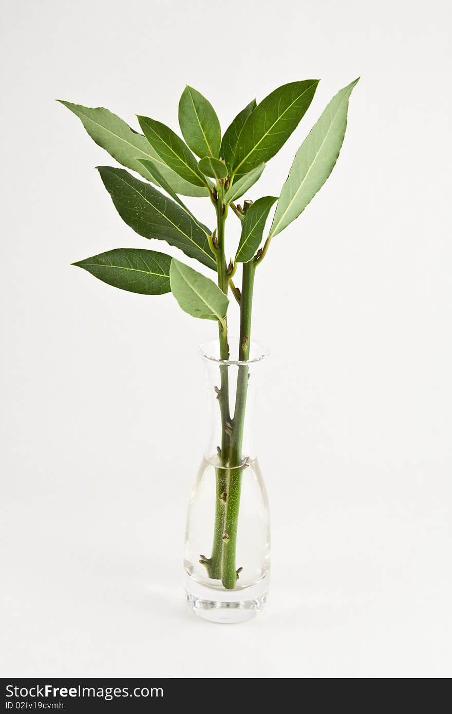 Green, life, in water glass. Green, life, in water glass