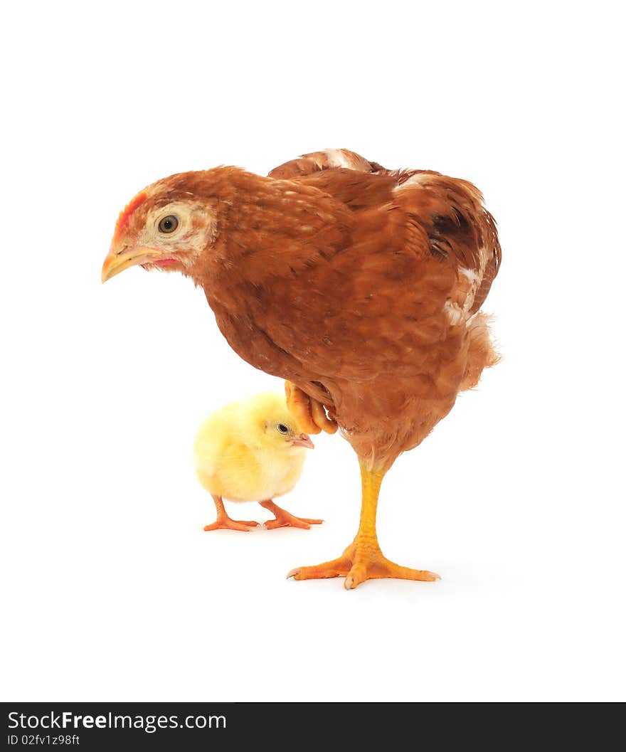 Hen and chick in front of a white background. Hen and chick in front of a white background.