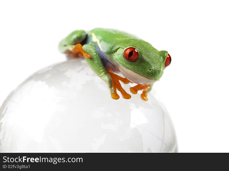 Red eyed tree frog sitting on globe. Red eyed tree frog sitting on globe